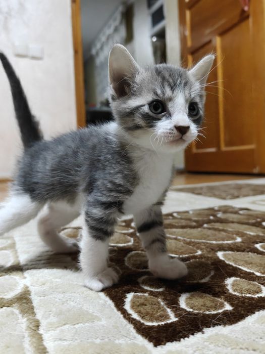 Отдаем котят в добрые руки