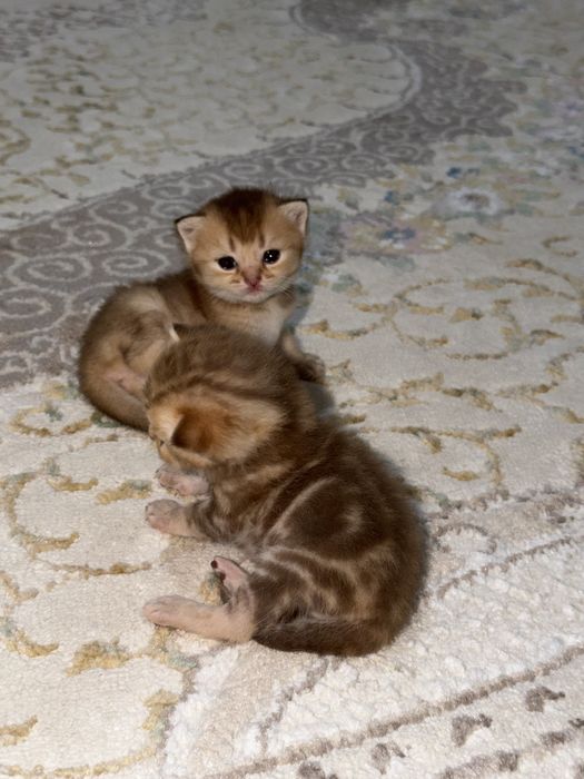 Котята золотая шиншила