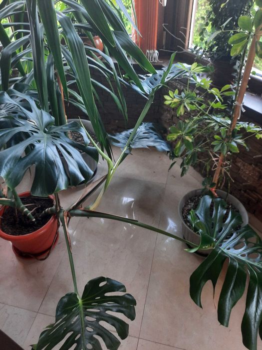 Vand plante de apartament