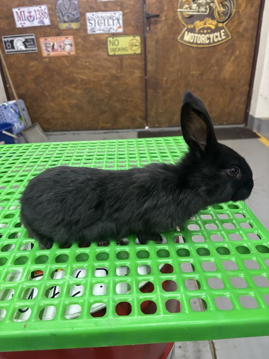 Iepuri Urias Pestrit German ( fluture german)