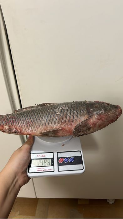 Рыба сазан свежая