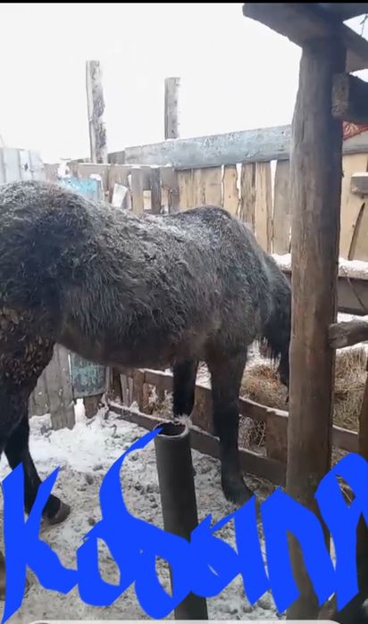 Продам кабылу и мерена