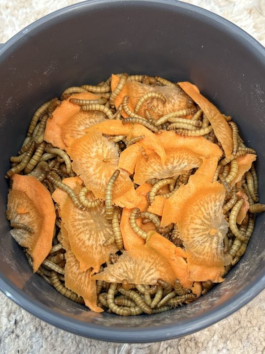 Mealworms ( viermi de făină )