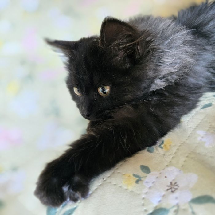 Шикарный котёнок