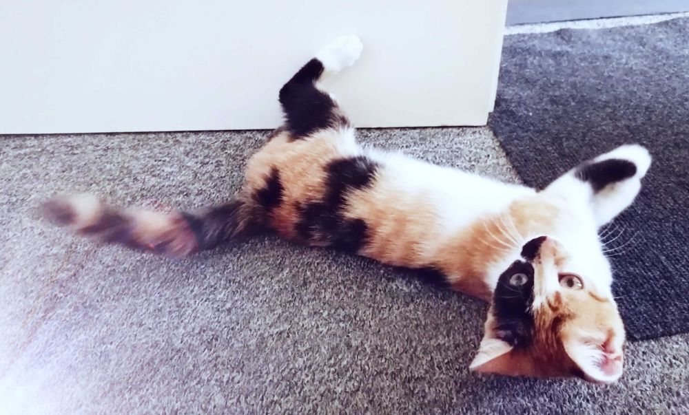 Подарявам малко котенце/ Kleine Katze zu verschenken