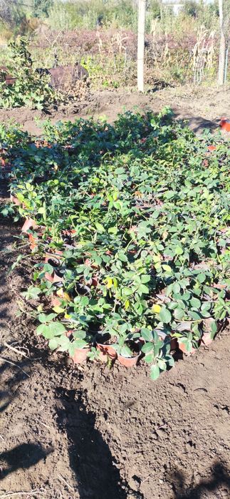 Продам сорт ежимали натчез