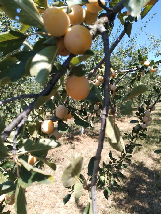 Продава се Земеделски имот в Севлиево -  кв.м за 26 €/дка - Снимка #5