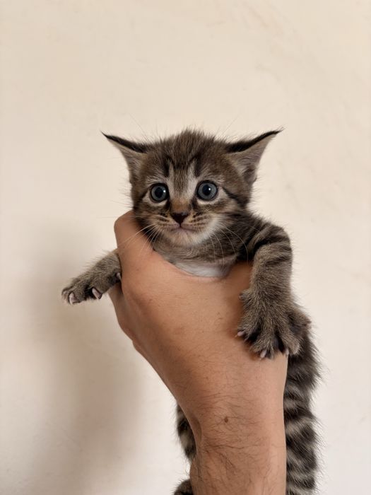 Котята 1 месяц в отвественные руки