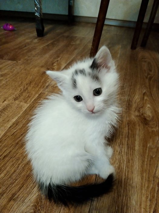 Котята, 1,5 месяца