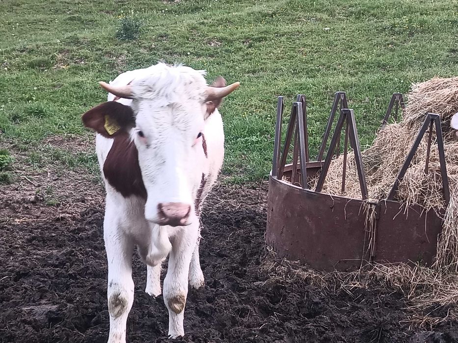 Vand juninca gestanta in 8 luni si o juninca fătată