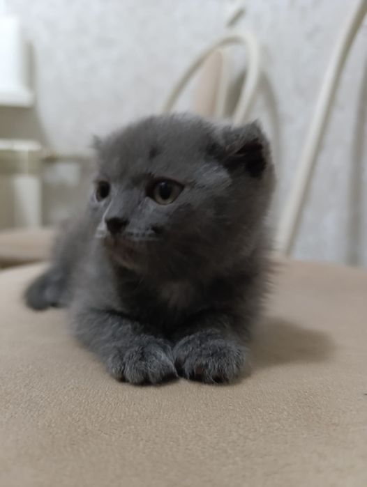 Котята  1,5 месяца недорого