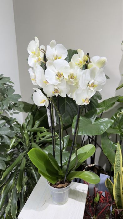 Цветущие орхидеи на любой вкус