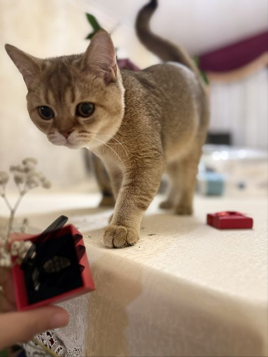 Scottish strayt vyazkaga tekinga nasl osela bolad