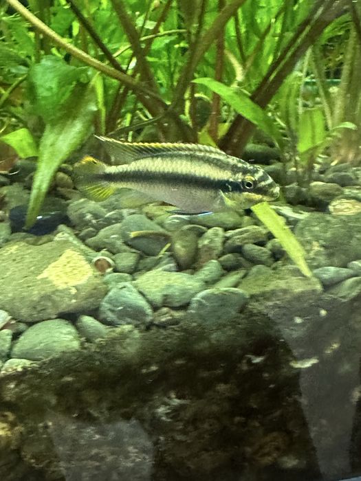 Продам аквариуных рыбок и растания