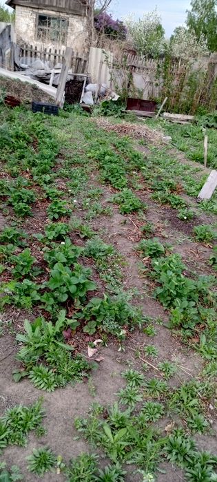 Продам дачу сад Яблонька