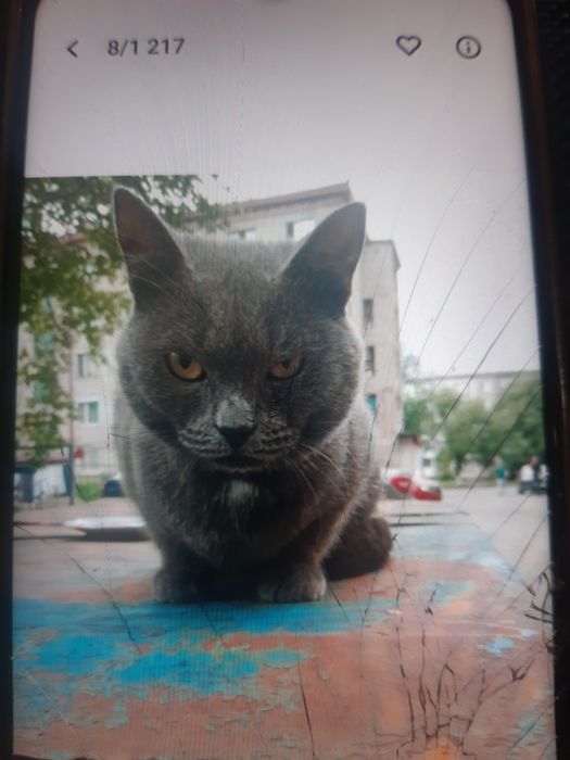 Кошек стерилизованых в ДОБРЫЕ руки!