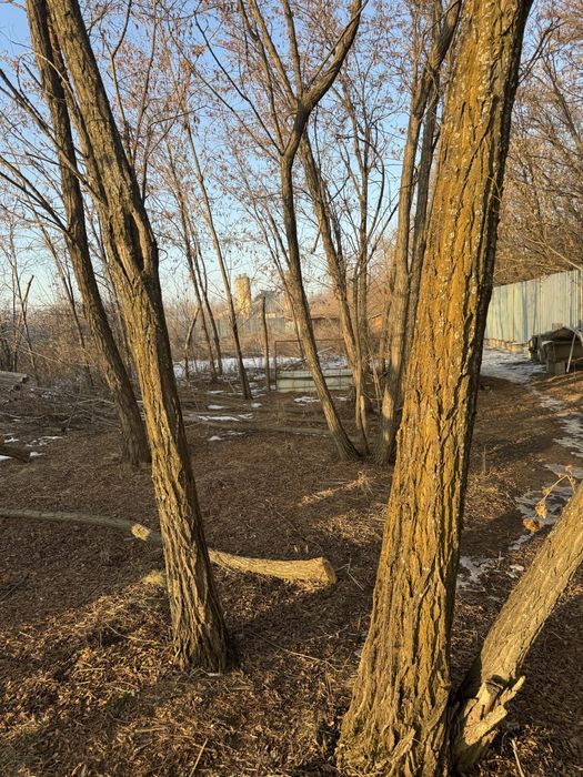 Карагач дрова продам