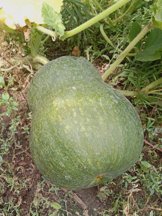 Продам тыкву с огорода.