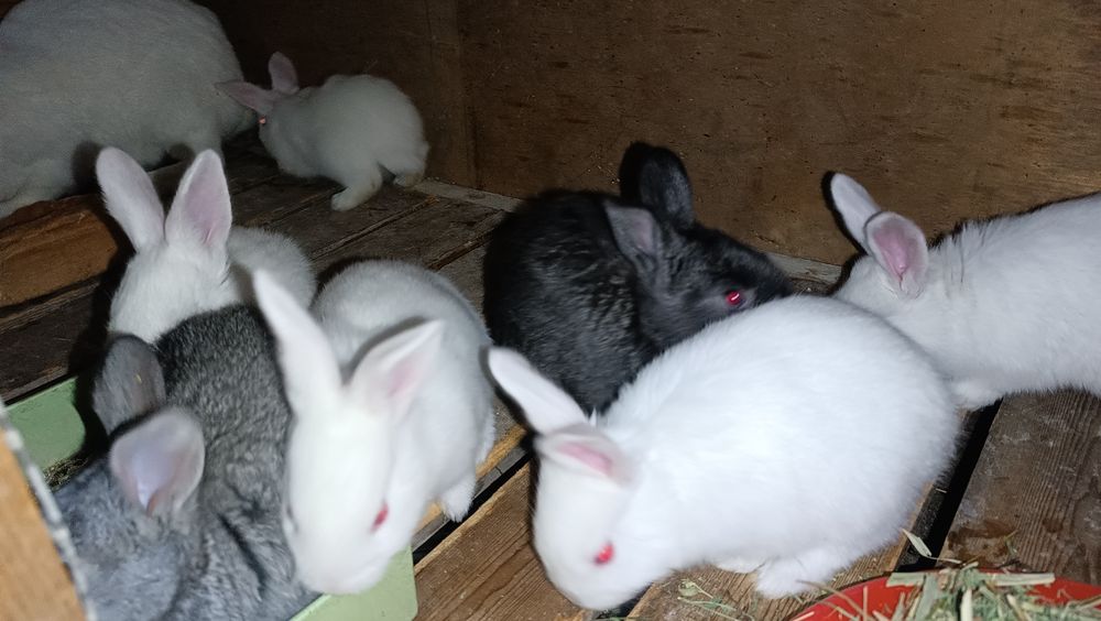 Quyonchala sotiladi 1 oyli ovqat yidi