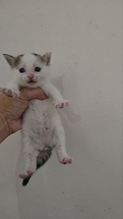 Britanski mushukchalar