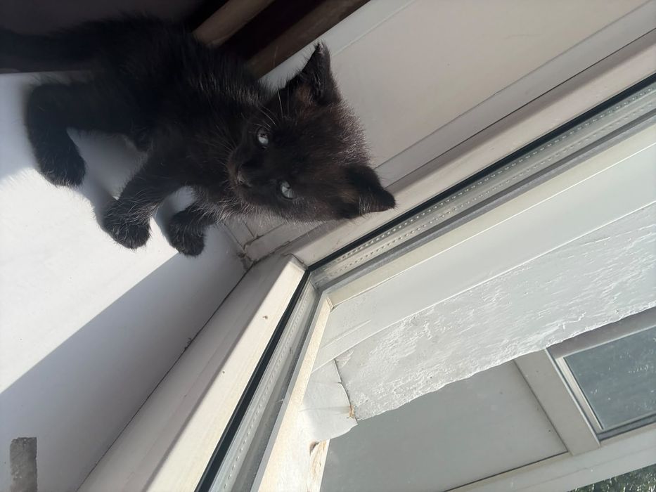 Продам котят котик и кошечка