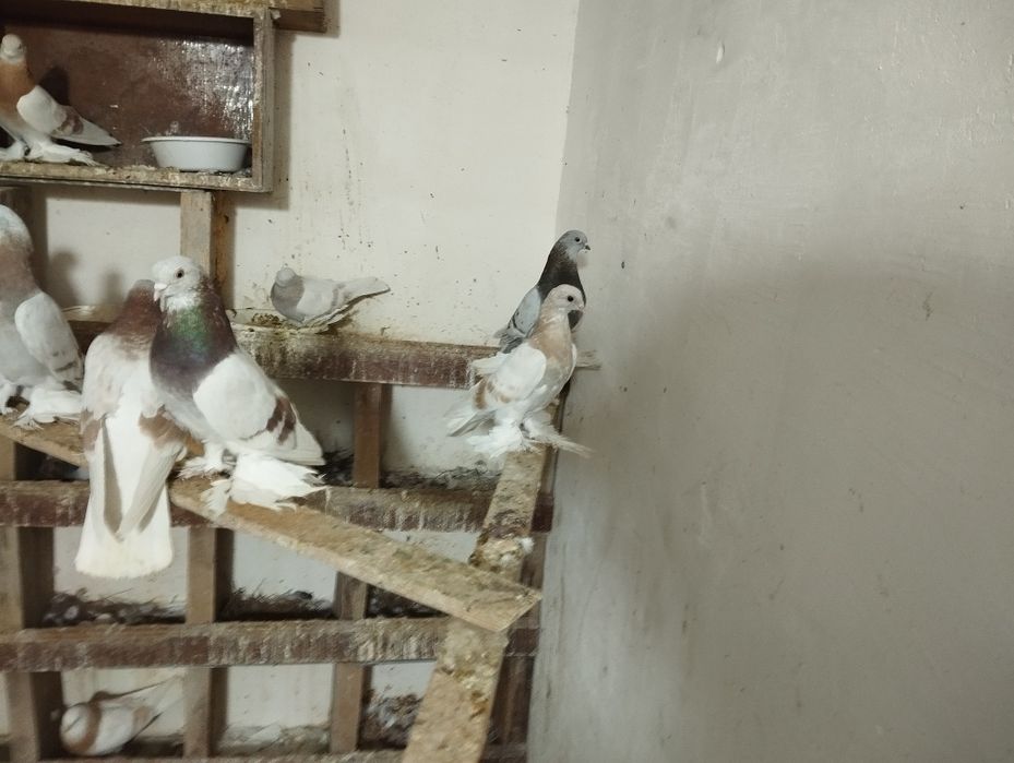 Продам голубя пискуна тасман гребля игра есть