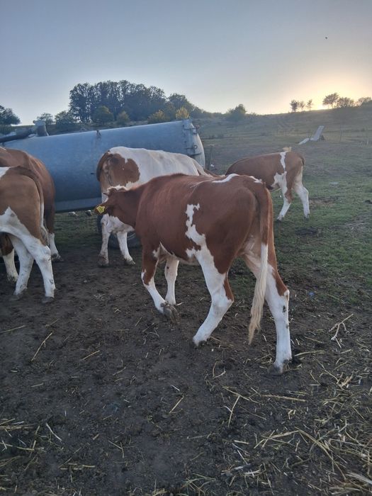 Vând  2 vitele baltata românească