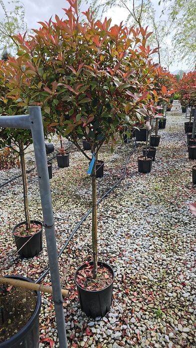 Photinia-Pon pon - Spirale-Catalpa -eunymus