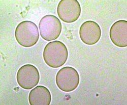 Микроскоп бренда Levenhuk