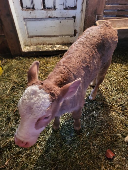 Vand doi vitei unul belgian