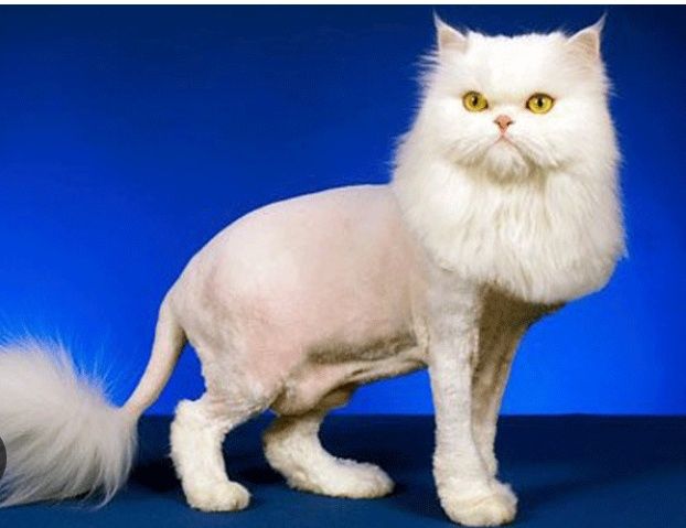 Стрижка кошек избавит вас от шерсти