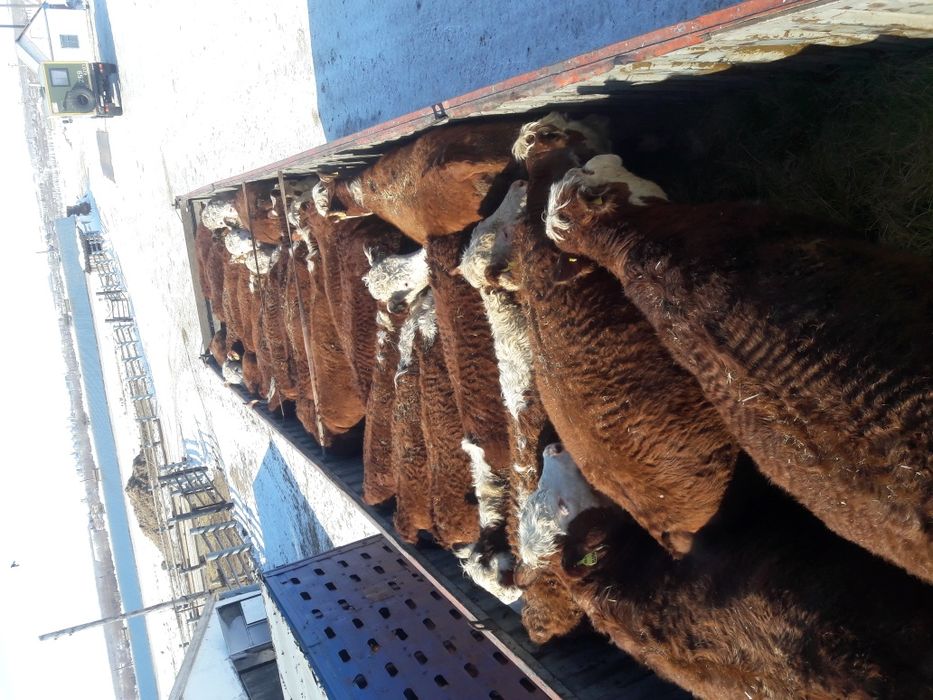 Скотовоз. Перевозка животных.