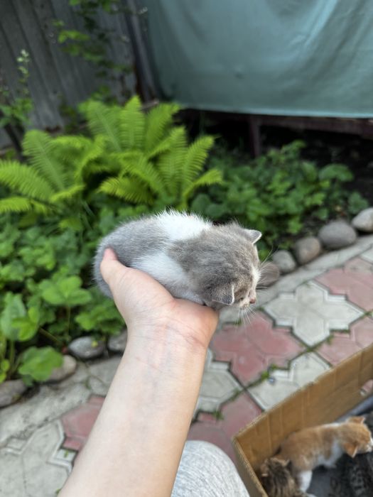 Отдам кошечку и 4 котята