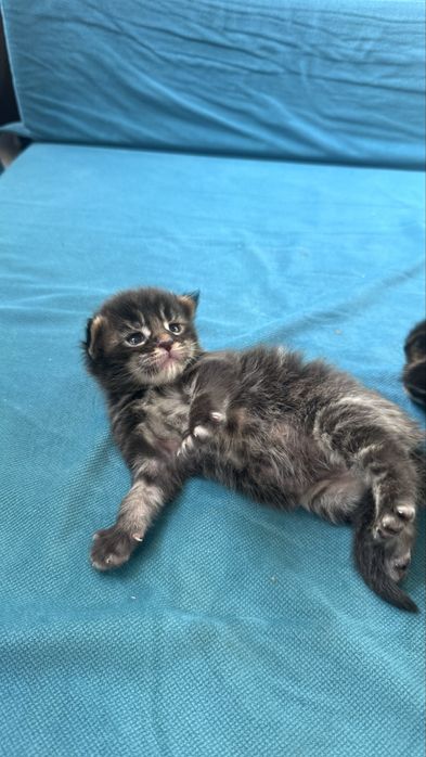 Котята Мейн Кун