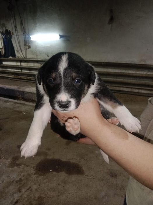 Милые щенята ищут дом