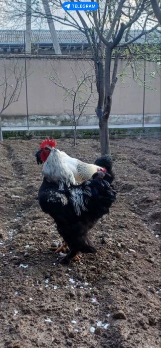 Soğlom gigant brama