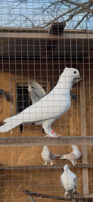 Porumbei misirli satineti