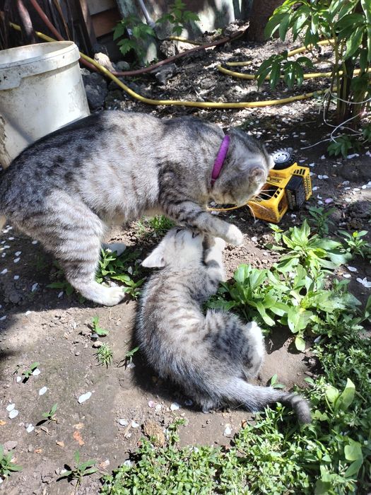 Вислоухий котенок