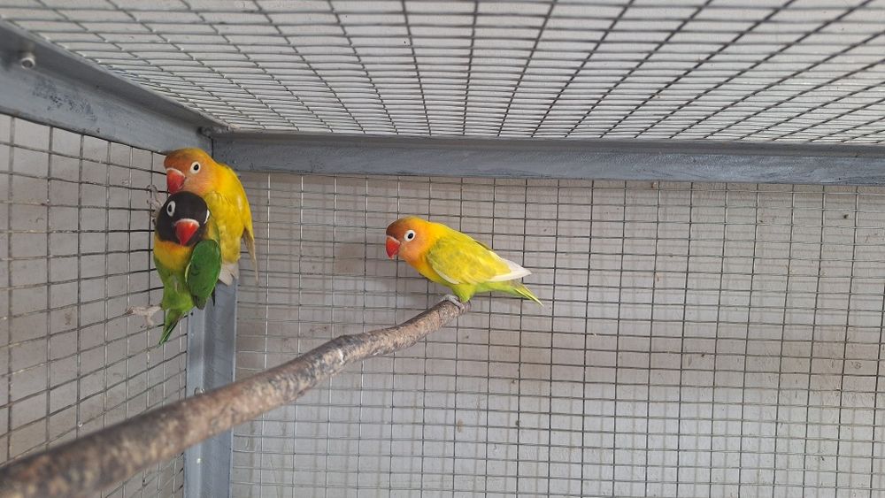 Попугаи неразлучники