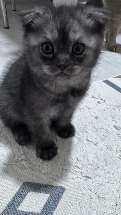 Скотиш фолд котята