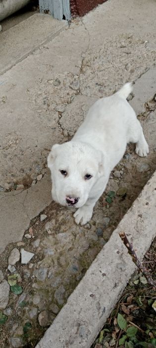 Продам Девочка Алабай шустрая