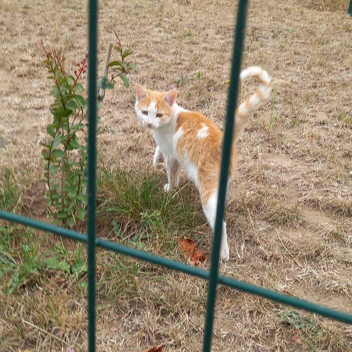 Котенца на 3 и 4 месеца търсят спешно дом