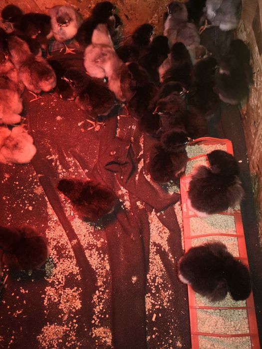 Pui Australorp (Negru și Albastru) – Excelență în Producția de Ouă