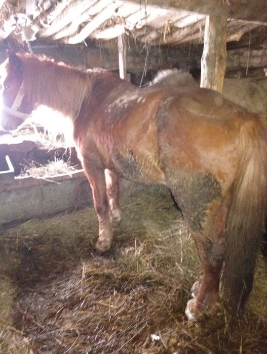 Жылқы ,арба шанаға жүреді