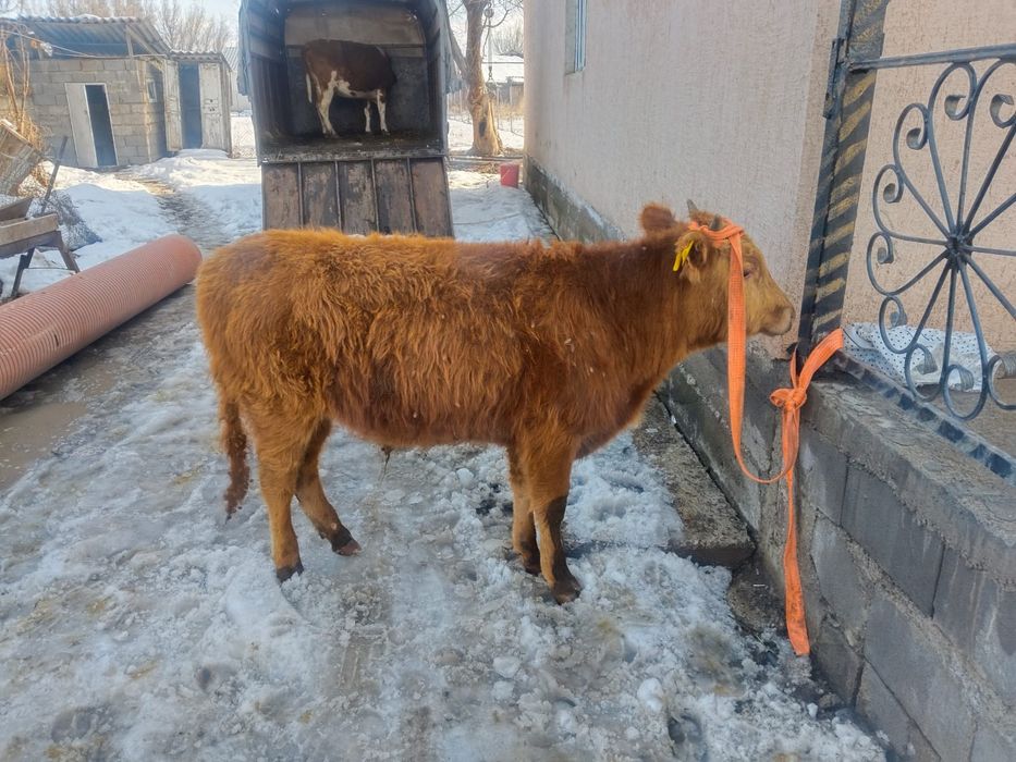 Бұқалар сатылады 10-11 айлық