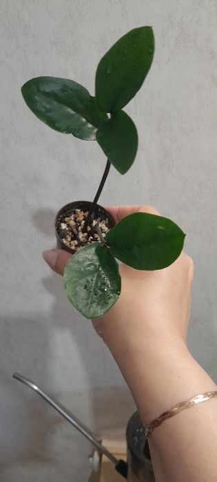 Долларовое дерево Замиокулькас