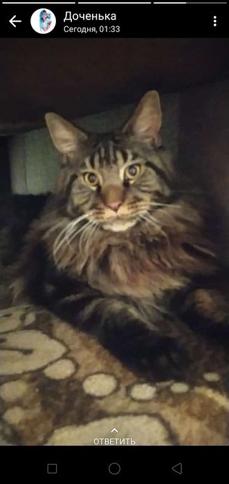 Ищем невесту для кота