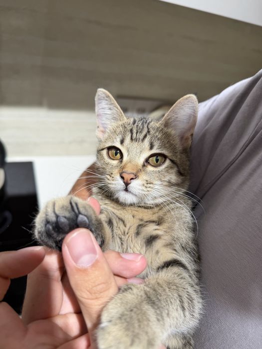 Котенок в добрые руки