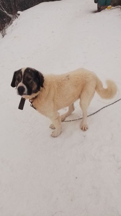 Donez căței kangal ciobănesc