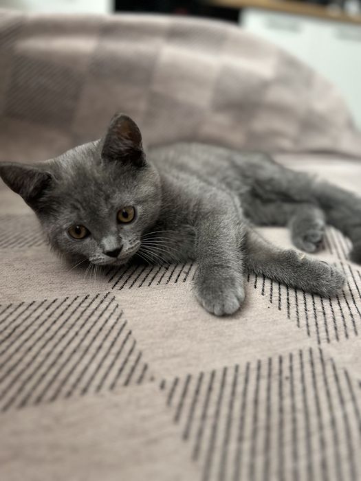 Британский котик